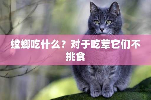 螳螂吃什么？對于吃葷它們不挑食