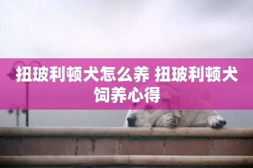 扭玻利頓犬怎么養 扭玻利頓犬飼養心得