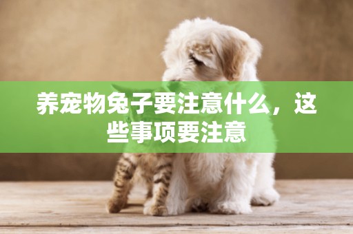 養寵物兔子要注意什么，這些事項要注意