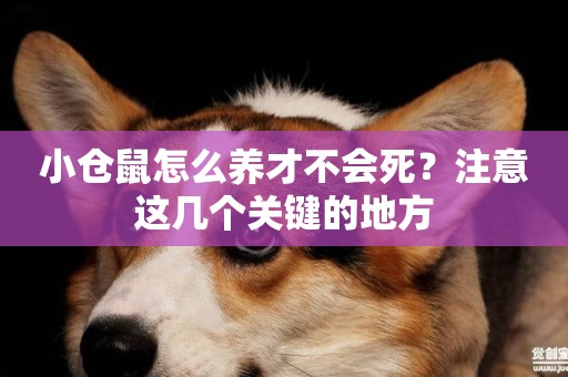 小倉鼠怎么養才不會死？注意這幾個關鍵的地方