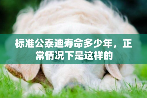 標準公泰迪壽命多少年，正常情況下是這樣的