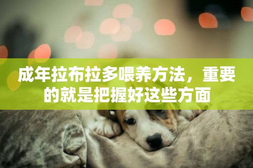 成年拉布拉多喂養方法，重要的就是把握好這些方面