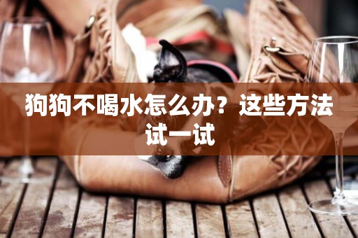 狗狗不喝水怎么辦？這些方法試一試