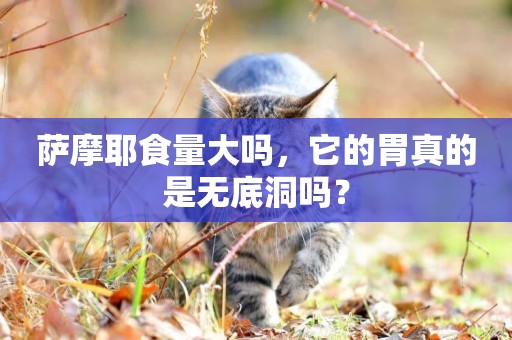 薩摩耶食量大嗎，它的胃真的是無底洞嗎？