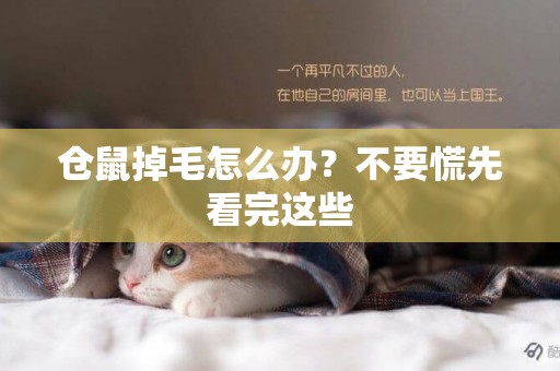 倉鼠掉毛怎么辦？不要慌先看完這些