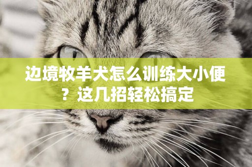 邊境牧羊犬怎么訓練大小便？這幾招輕松搞定