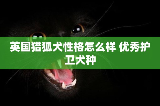 英國獵狐犬性格怎么樣 優秀護衛犬種