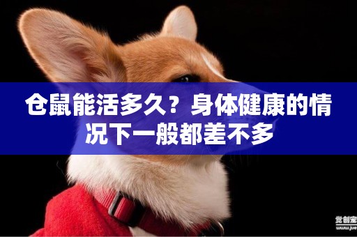 倉鼠能活多久？身體健康的情況下一般都差不多