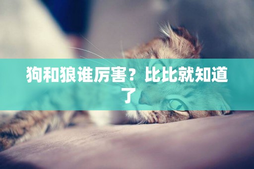 狗和狼誰厲害？比比就知道了