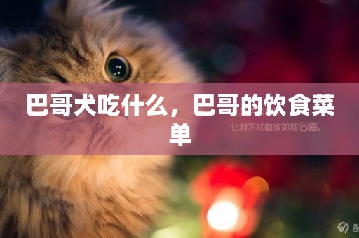 巴哥犬吃什么，巴哥的飲食菜單