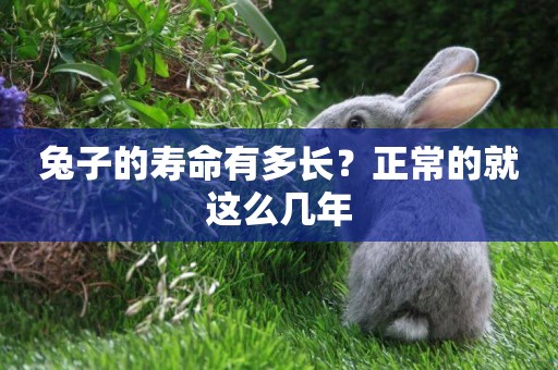 兔子的壽命有多長？正常的就這么幾年