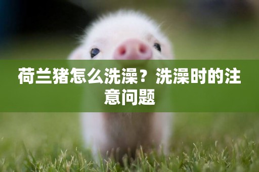 荷蘭豬怎么洗澡？洗澡時的注意問題