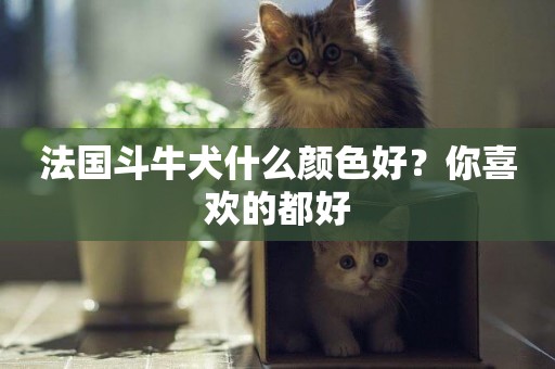 法國斗牛犬什么顏色好？你喜歡的都好