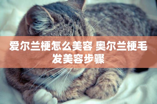 愛爾蘭梗怎么美容 奧爾蘭梗毛發美容步驟