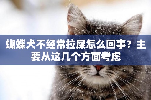 蝴蝶犬不經常拉屎怎么回事？主要從這幾個方面考慮