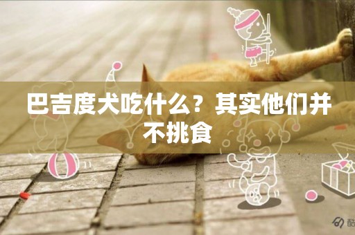 巴吉度犬吃什么？其實他們并不挑食