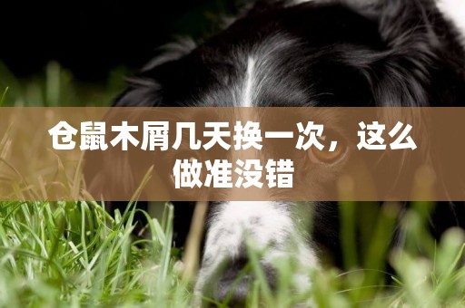 倉鼠木屑幾天換一次，這么做準沒錯