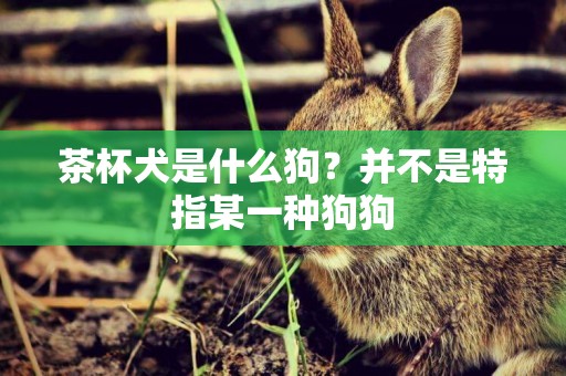 茶杯犬是什么狗？并不是特指某一種狗狗