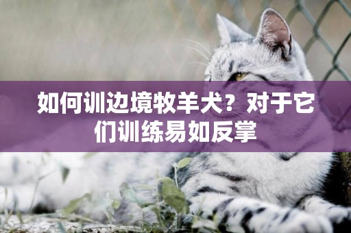 如何訓邊境牧羊犬？對于它們訓練易如反掌
