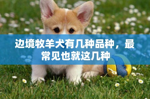 邊境牧羊犬有幾種品種，最常見也就這幾種