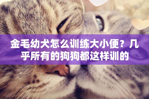 金毛幼犬怎么訓練大小便？幾乎所有的狗狗都這樣訓的