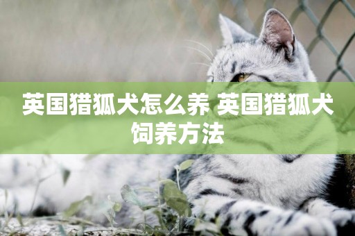 英國獵狐犬怎么養 英國獵狐犬飼養方法
