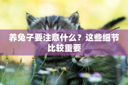 養兔子要注意什么？這些細節比較重要