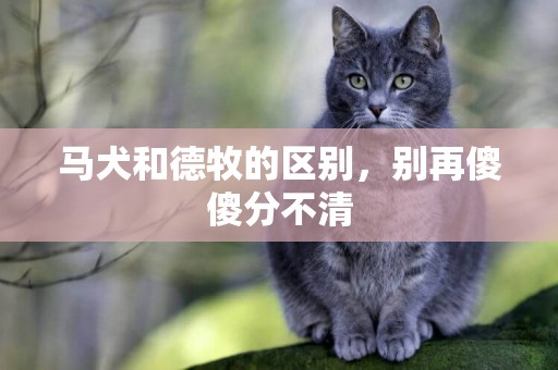 馬犬和德牧的區別，別再傻傻分不清