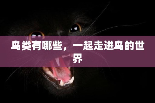 鳥類有哪些，一起走進鳥的世界