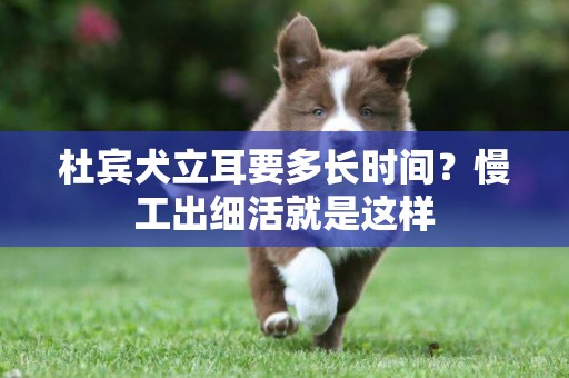 杜賓犬立耳要多長時間？慢工出細活就是這樣