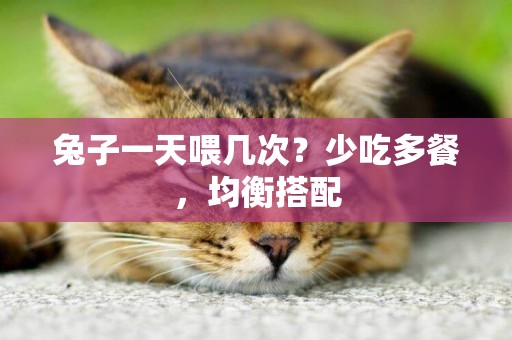 兔子一天喂幾次？少吃多餐，均衡搭配