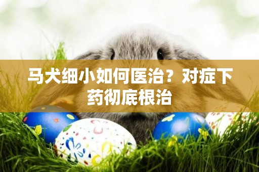 馬犬細小如何醫治？對癥下藥徹底根治