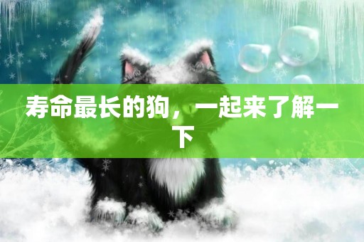 壽命最長的狗，一起來了解一下