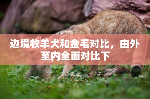 邊境牧羊犬和金毛對比，由外至內全面對比下