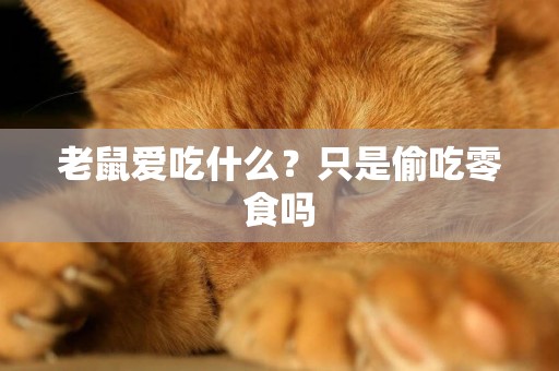 老鼠愛吃什么？只是偷吃零食嗎