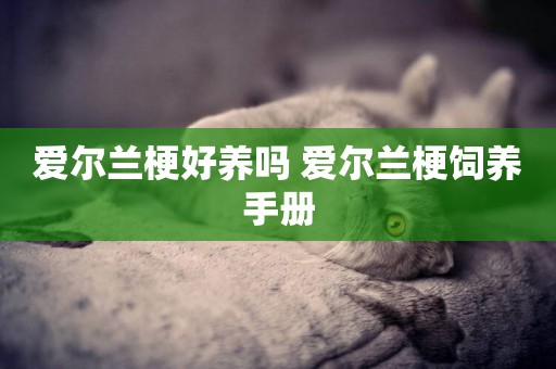 愛爾蘭梗好養嗎 愛爾蘭梗飼養手冊