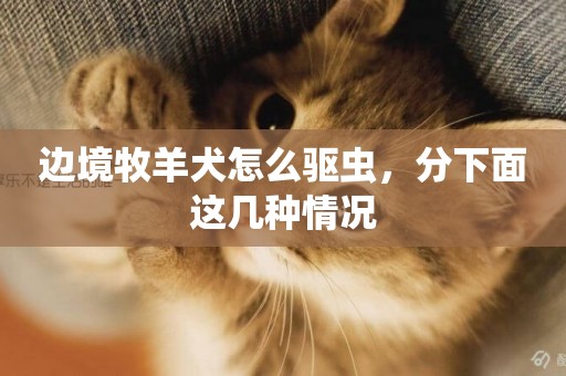 邊境牧羊犬怎么驅蟲，分下面這幾種情況