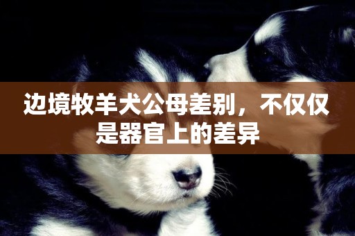 邊境牧羊犬公母差別，不僅僅是器官上的差異