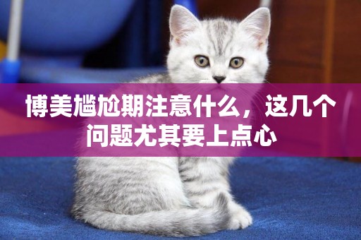 博美尷尬期注意什么，這幾個問題尤其要上點心