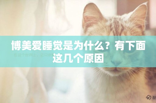 博美愛睡覺是為什么？有下面這幾個原因