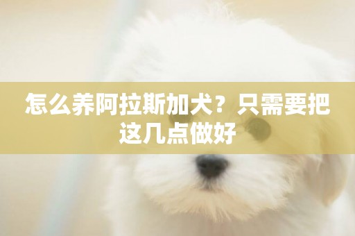 怎么養阿拉斯加犬？只需要把這幾點做好
