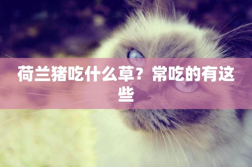 荷蘭豬吃什么草？常吃的有這些
