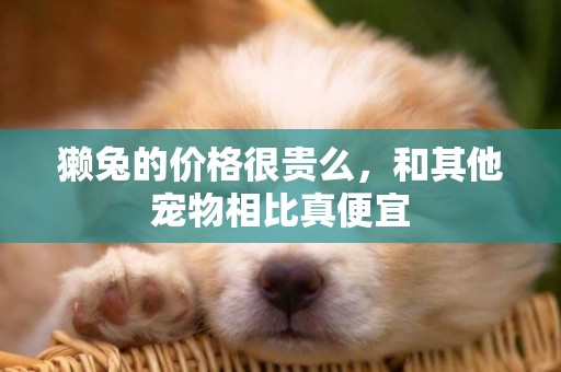 獺兔的價格很貴么，和其他寵物相比真便宜