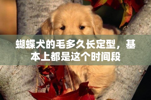 蝴蝶犬的毛多久長定型，基本上都是這個時間段
