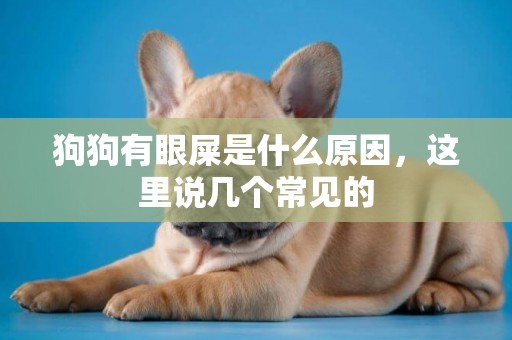 狗狗有眼屎是什么原因，這里說幾個常見的