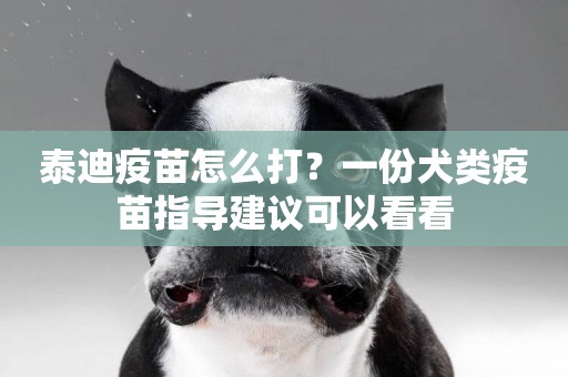 泰迪疫苗怎么打？一份犬類疫苗指導建議可以看看