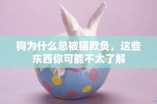 狗為什么總被貓欺負，這些東西你可能不太了解