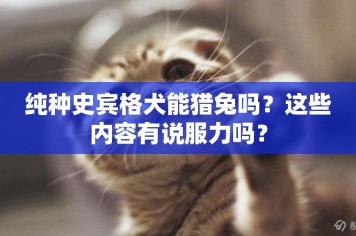 純種史賓格犬能獵兔嗎？這些內容有說服力嗎？