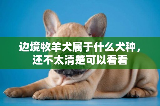 邊境牧羊犬屬于什么犬種，還不太清楚可以看看