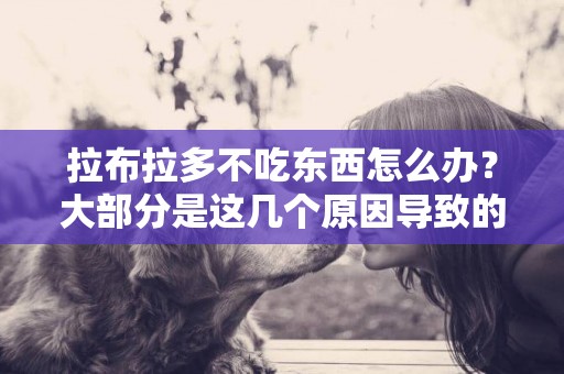 拉布拉多不吃東西怎么辦？大部分是這幾個原因導致的